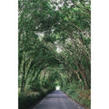 Down The Road at the Ladies Walk