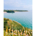 Sea Pink Shoreline